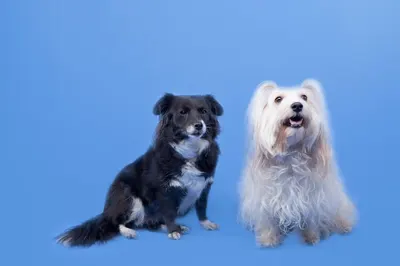 Fryzjerstwo i pielęgnacja dla psów "Salon Suzi"